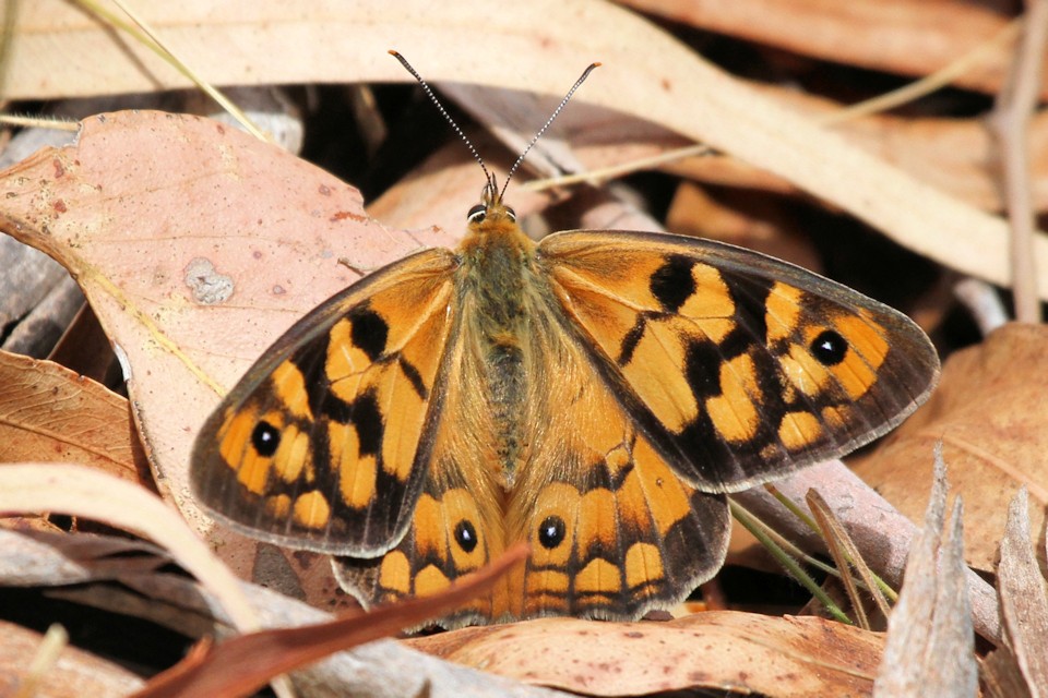 Shouldered Brown (Heteronympha penelope)